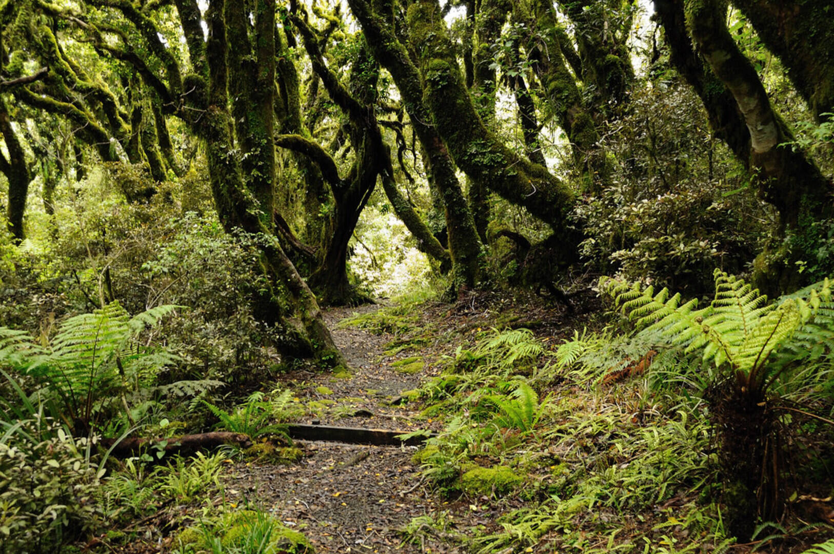 Goblin Forest